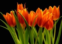 Date this voluptuous Brazil man Peter from salvador BR5446