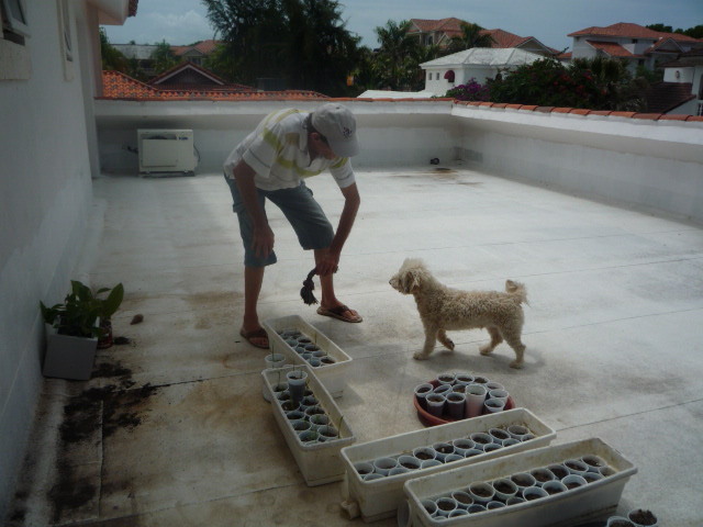 Date this sultry Dominican Republic man Caballerojacobo from Cabarete DO10006