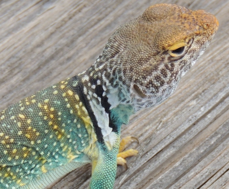 Date this exotic United States man Sphinx368 from Tampa US12026